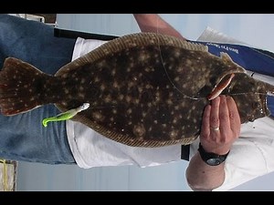 Catching Fluke on Gulp Shrimp Part 2 - Limiting Out