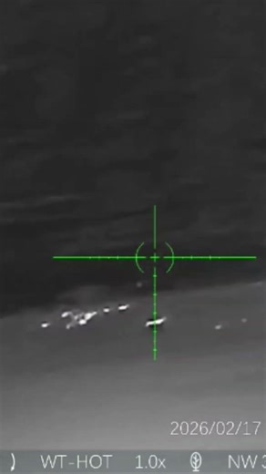 PARD PANTERA 256q WILD CAT #pard #hunting