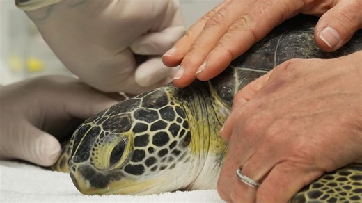 What's the best time to see sea turtles in Georgia? The time is here