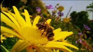 Characteristics of insects