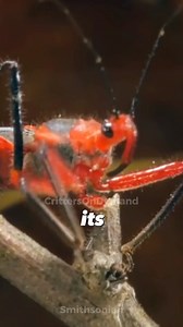 5.5K views · 83 reactions | #assassinbug #insects #bugs #entomology #naturelover #wildlifeplanet #animallover #insectsworld #bugslife #naturefacts The assassin bug is the last guest you want over for dinner. With a nose that doubles as an injector and a straw for exhuming its gutsy prize, this bug puts on an act that's the envy of any horror buff. What a ridiculous weirdo  | Critters On Demand | Facebook