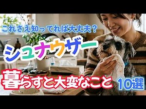 10 Challenges of Living with a Miniature Schnauzer