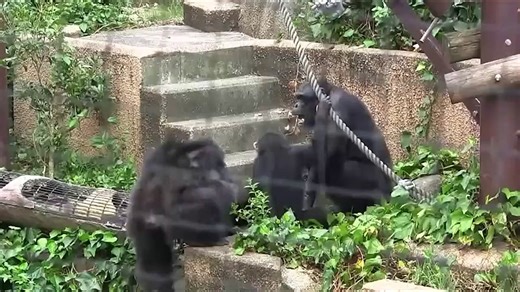 Monkeys Exhibit The Worst Animal Behavior