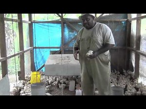 Poultry Farming - Eggs and Broilers