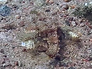 Spotted a rare and bizarre sea moth crawling along the sand 🐉🌊 Tiny fins, armored body, and a dragon-like face — like a creature from a fantasy world. One of the ocean’s strangest and coolest little treasures! #seamoth #marinelife #underwaterworld #divelife | Scuba Diving Holidays