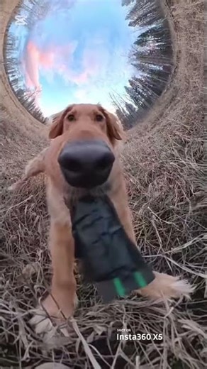 Un chien qui a une caméra qui film en 360