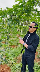 Bạn đã thấy hoa chanh dây bao giờ chưa? Đà Lạt mát lạnh. Bỏ phố về rừng làm nông nghiệp và Thiền cũng rất thú vị | Nguyễn Mạnh Hà