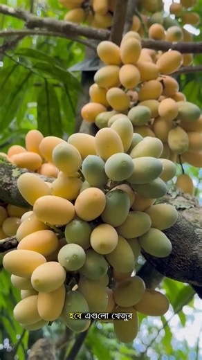 This Fruit Looks Like Dates… But It's Sweeter Than You Think! 😳🍇#ytshorts #trending