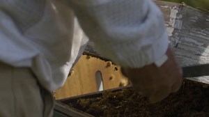"Agriculture is the most healthy, the most useful, and the most noble employment of man." – George Washington When you eat a meal at one of our on-estate dining options, you're just steps away from where your food was produced. Meet our farmers to discover more via our YouTube channel: https://bit.ly/3MyMktt | Biltmore