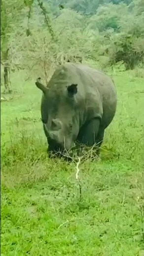 White Rhino Encounter on Kirara Plain | Akagera National Park, Rwanda 🦏