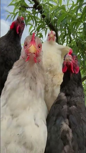 Chicken Dancing New Look you've never seen like this Chicken