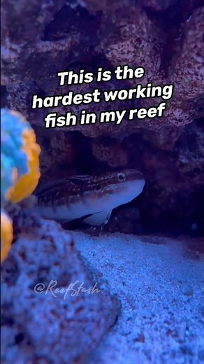 This is the hardest working fish in my reef tank - Dragon Goby