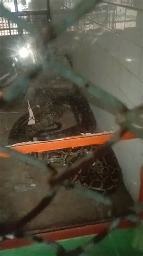 Snake #nature Snak#animals Snek