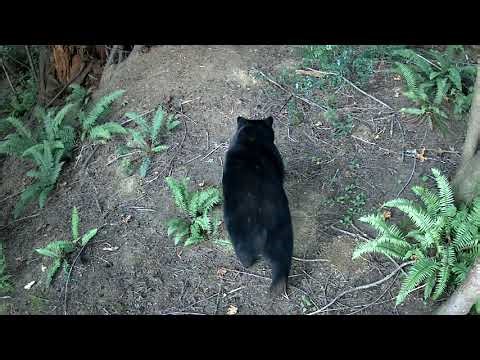 GardePro Traqil Camera - Triangle Head walking pass camera as seen from above.