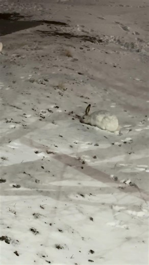 White-tailed jack rabbit in Calgary