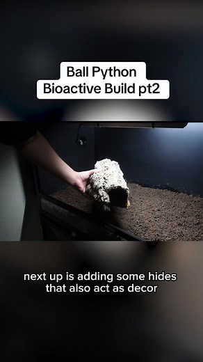 Creating a Budget-Friendly Bioactive Setup for Ball Pythons