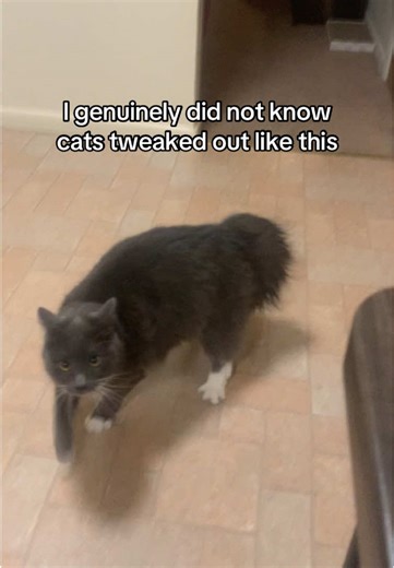 Silly Cat Jumps on Counters When Feeling Crazy