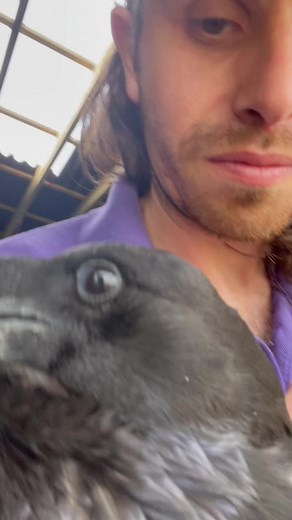 Cute Raven Cuddles - Harbinger of Doom Loki