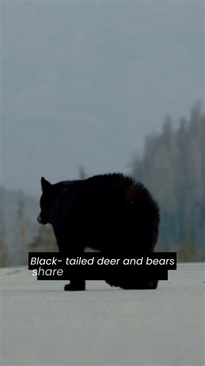 11 reactions | Whether you're quartering your deer on the spot or boning out completely, packing out where bears share the land has it's own set of challenges. Check out our latest blog post with tips for packing out your blacktail harvest in bear country. Link in bio! | Blacktail Deer Foundation | Facebook