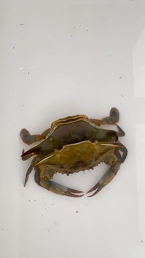 How Soft Shell Crabs are made #softshellcrab #chesapeakebay #seafood #bluecrab #freshcatch #crablegs | Jay Fleming