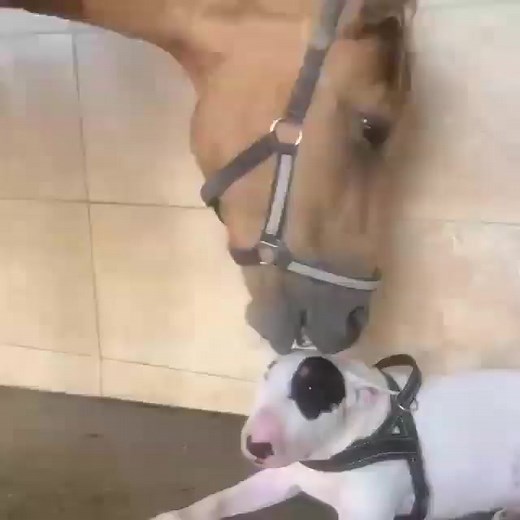 Bull Terrier's Planet on Reels