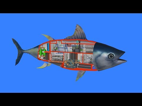 How a fish works