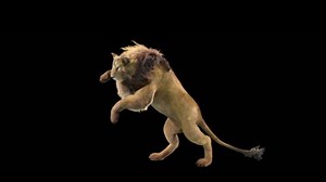 Lion Zoo Cg Fur 3d Rendering Stock Footage Video (100% Royalty-free) 1036189313 | Shutterstock