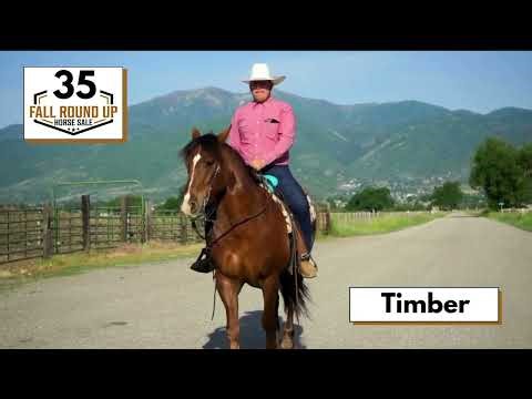 Draft Cross Gelding For Sale