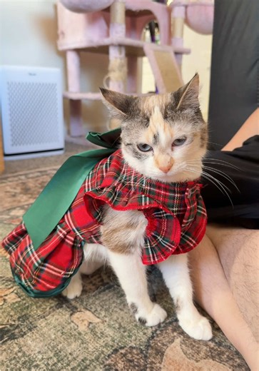Angry Cat in Dress: Hilarious Reactions