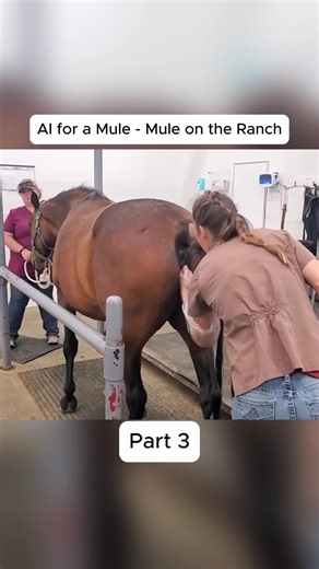 Understanding Equine Ultrasound Procedures