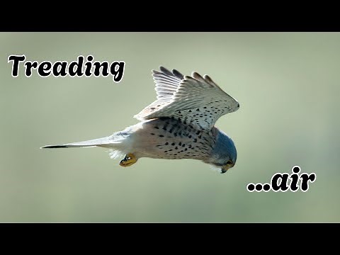 Kestrels | Treading Air