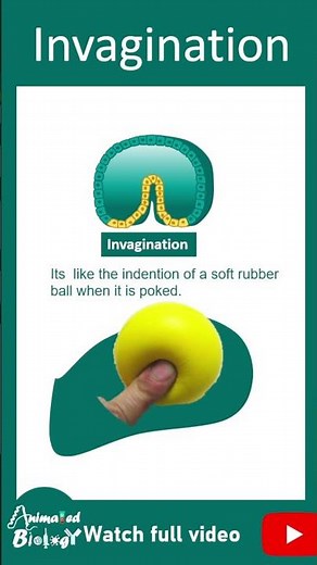 Invagination | Morphogenetic movements | Devbio in 1 minute