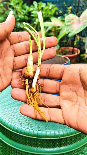 How to jasmine flower plant bulb grow 🪴🌱👍💐 #plant #gardening #grow#Jasmine plant