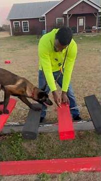 Malinois Puppy Trying the Obstacle Course