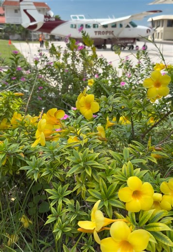 (Post) Wedding Vlog Continued: The rest of San Pedro- Secret Beach Swing Bar, Golf Carting Around, Frenchy’s, and off to the next adventure on another tiny plane ✈️ #belize #vlog #beach #adventure #vacation