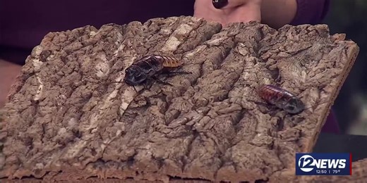 Newstalk Hissing Cockroach