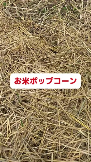 お米ポップコーンの作り方！簡単で美味しいレシピ
