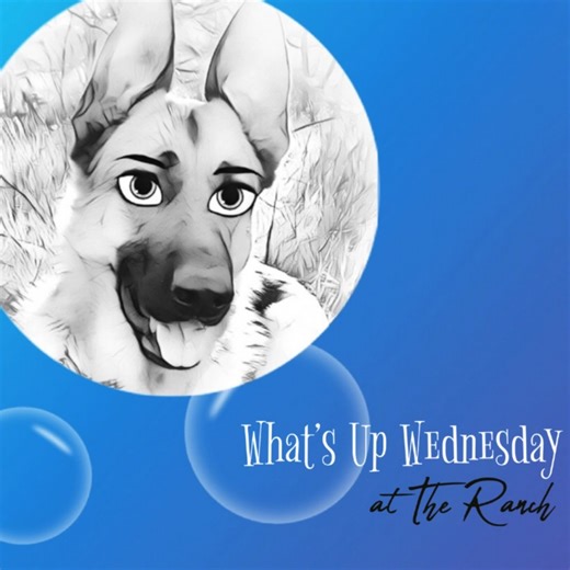 Amazing what a week can bring at The Ranch.... | Saving Paws Rescue