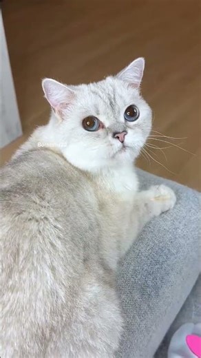 Kitty Likes To Play With Soni's Hair 🥰😘🤣