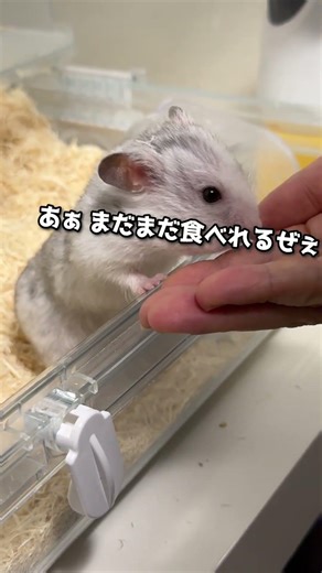 よくわかんないけどチョロいと感じたハムスター🐹 #hamster #shorts #cute #ハムスター ＃ペットがしゃべれたら #あざとい