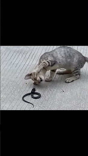 Cats catch snake!