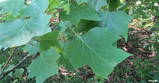 Intro to Trees of Indiana: Tulip Tree