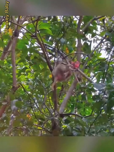 Break Heart to see dad apply Herb and wrap his bb to cure him after drop from tree | Monkey BiBi