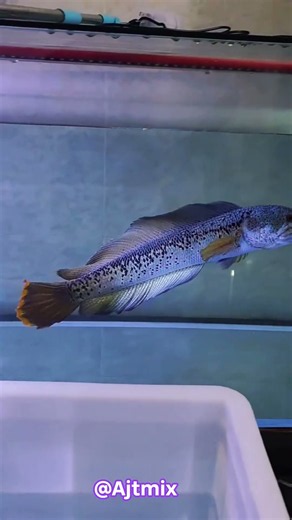 Deadly Exotic Fish 🐟 | Amazing Aquarium Fish Video | Rare Fish Beauty #ajtmix #viralvideo #like #art