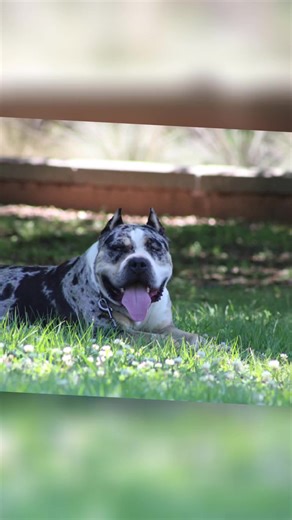 BULLIES LOVE KIDS 🐾🐾🐾 PUPPIES COMING SOON