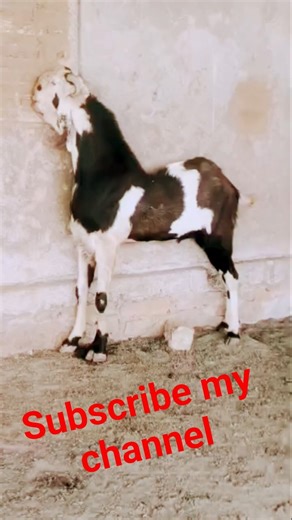 Gujri extreme quality big size andul #goat #8949402403 #9829192978 #chomu #imrankhan #animals