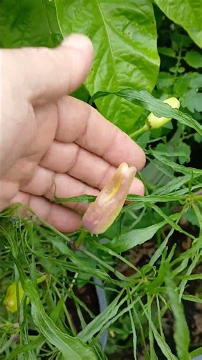 Xion Cross 1 B Pepper F-6 Monster Pods!
