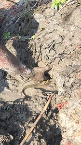 Traditional fishing video | Fishing Today