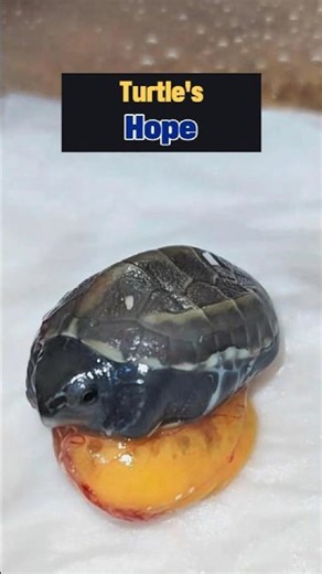 Abandoned Egg Hatches a Healthy Turtle