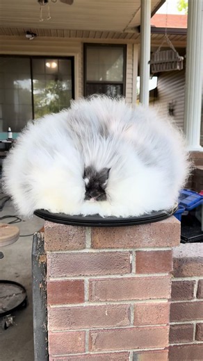 #obsessed #angora #rabbit #bunny #fiber | Angora Rabbit